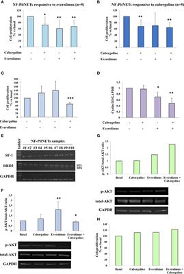 DRD2 Agonist Cabergoline Abolished the Escape Mechanism Induced by mTOR Inhibitor Everolimus in Tumoral Pituitary Cells